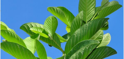 Trị rụng tóc bằng lá ổi – Cách trị rụng tóc tại nhà độc đáo